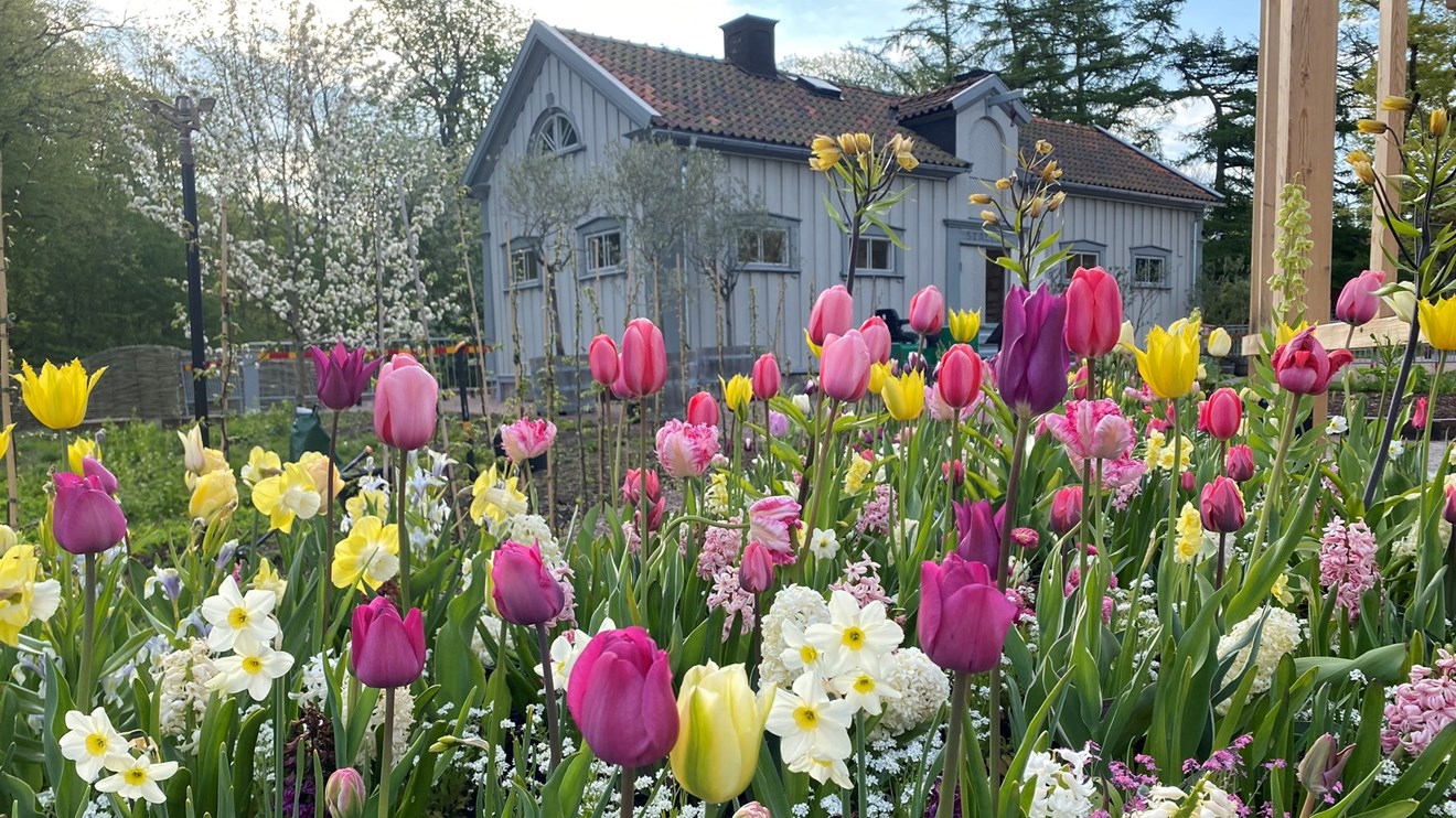 många blommor i gula oh rosa färger framför ett grått gammalt hus